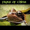 Download track Annam Tree Frog