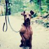 Download track Sophisticated Music For Dogs