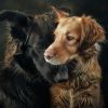 Download track Calm Pet Atmospheres For Quiet Time