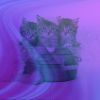 Download track Sultry Backdrops For Cute Kitten