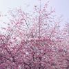 Download track Cherry Blossom V1