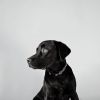 Download track Heavenly Backdrops For Doggies