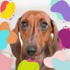 Download track Scintillating Backdrops For Doggy Rest