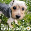 Download track MAYA MA FILLE ADORÉE