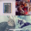 Download track Ambience (Cats)