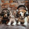 Download track Relaxing Melodies For Pets