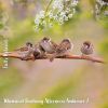 Download track Whimsical Birdsong Afternoon Ambience, Pt. 3