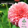 Download track Healing Herbs (Original Mix)