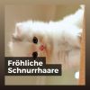 Download track Katze Sitzt Am Fenster