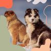 Download track Wondrous Backdrops For Calm Hounds