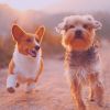 Download track Wondrous Moods For Calming Pups