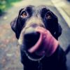 Download track Hip Ambiance For Dog Separation Anxiety