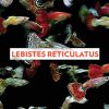 Download track Lebistes Reticulatus