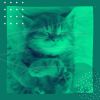 Download track Soulful Backdrops For Friendly Cats