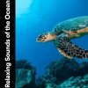 Download track Sea Animals