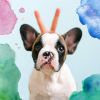 Download track Energetic Backdrops For Doggy Rest