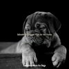 Download track Pulsating Music For Lonely Dogs