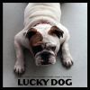 Download track Lucky Dog