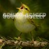 Download track Open Window Bird Song Ambience, Pt. 2