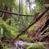 Download track Calm Woodland Creek