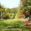 Download track Calming Orchard Daytime Ambience, Pt. 7