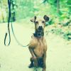 Download track Brilliant Dog Separation Anxiety