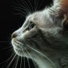 Download track Majestic Meows Meet Mellow Music