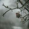 Download track Rain With Soothing Bird Noises For Sleep Part Two (Loopable)