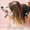 Download track Cachorro Sozinho Em Casa