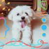 Download track Terrific Ambience For Doggy Rest