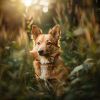 Download track Soothing Canine Lullabies Drift