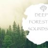 Download track Rain Sounds - Nature's Beauty