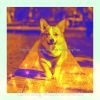 Download track Artistic Moods For Doggy Training