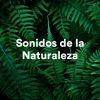 Download track Sonidos Del Bosque Canto De Los Pájaros Ambiente Del Bosque