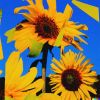 Download track Sunday Morning (Sunflower Edition)