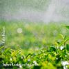 Download track Superb Rainfall In The Garden, Pt. 10