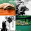 Download track Nurturing (Relaxing Cats)