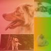 Download track Mellow Moods For Keeping Pups Happy