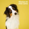 Download track Sommeil De Chien