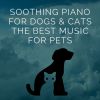 Download track Comfort Music For Pets