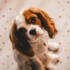 Download track Deluxe Backdrops For Cute Dogs