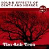 Download track The Ash Tree (Guitar Solo Version)