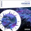 Download track Anemone (DreamLife Remix)