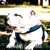 Download track Spacious Solo Piano Jazz - Vibe For Doggy Training