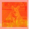 Download track Scintillating Ambiance For Keeping Your Dog Happy