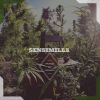 Download track Sensimilla