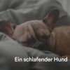 Download track Sicherster Platz Für Meinen Hund