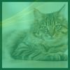 Download track Sunny Moods For Cozy Kittens