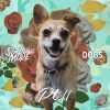 Download track All My Best Friends Are Dogs