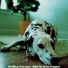 Download track Stylish Jazz Guitar Trio - Vibe For Lonely Dogs